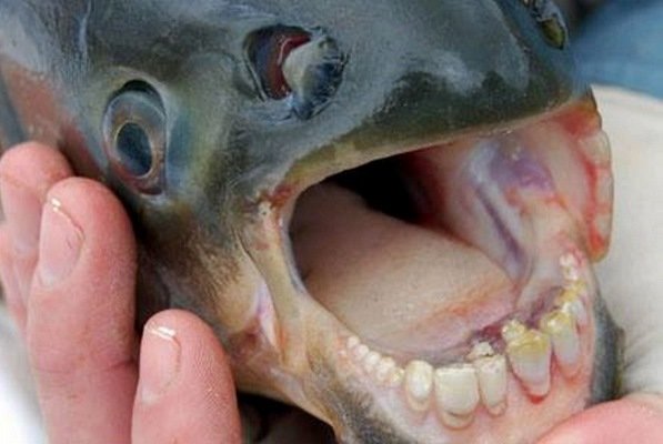 مشاهده یک ماهی عجیب با دندان هایی شبیه به انسان!