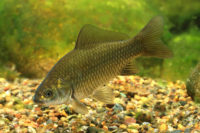 ماهی غیر بومی و مهاجم کاراس، عامل بحران زیست محیطی دریاچه نئور اردبیل