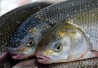 خطر پایان ذخایر جهانی ماهی بسیار جدی است!