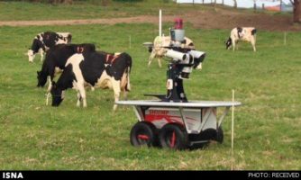 گاوچرانی یک ربات در مزارع استرالیا