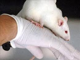 ورود سه نژاد جدید به موش‌های آزمایشگاهی «رازی»
