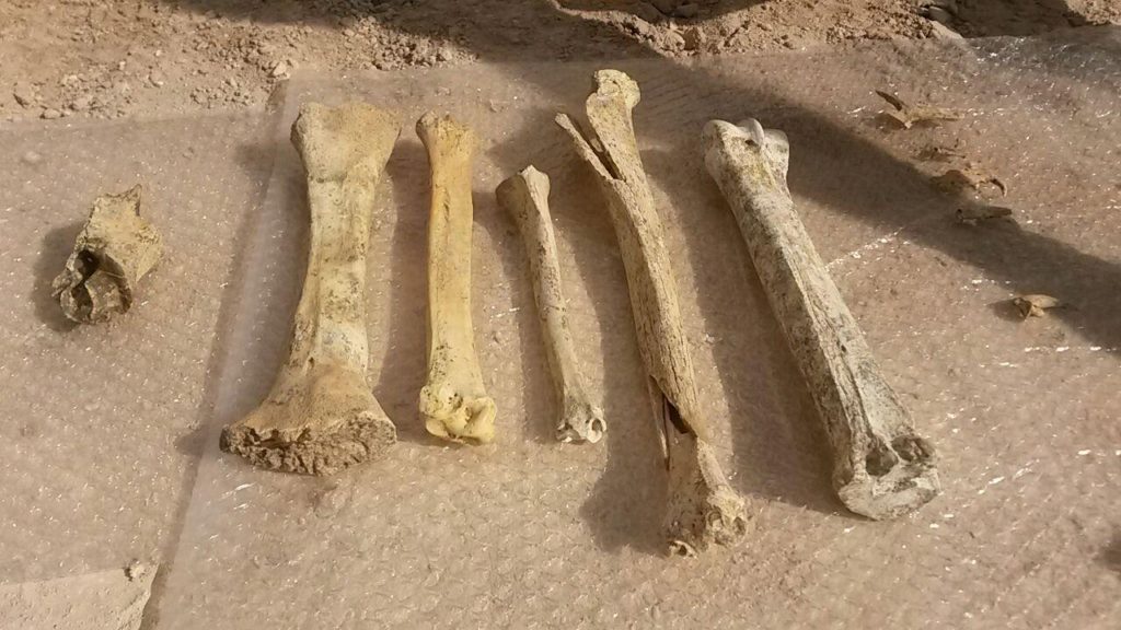 کشف بقایای ۵۰ هزار ساله مهره‌داران در ایران