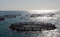 «قفس کروی پرورش ماهی» محققان کشور به آبهای خزر انداخته شد