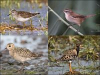 شناسایی و ثبت چهار گونه پرنده در تالاب «گندمان» چهارمحال و بختیاری