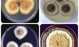 عضويت كلكسيون ملي قارچ‌هاي زنده ايران در پايگاه جهاني GCM