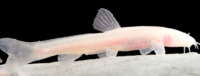 کشف و گزارش جهانی گونه جدید سگ‌ماهی کور در ایران/نامگذاری ماهی به اسم یک محیط بان