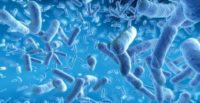 خطر حذف باکتری‌های پروبیوتیک‌ بومی با استفاده روزافزون در صنایع لبنی