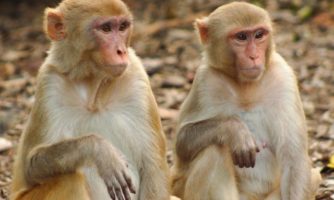 توضیحات سازمان محیط زیست درباره انتقال میمون رزوس غیربومی به پژوهشگاه رویان
