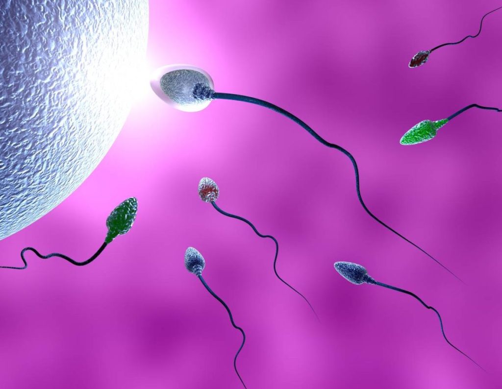عوامل اسپرمی فعال‌کننده تخمک، پیشگوی میزان موفقیت لقاح