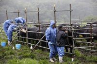دل‌رحمی دامداران فوکوشیما، شانسی برای بررسی تاثیرات رادیواکتیو بر گاوها!