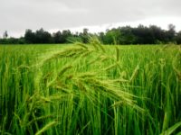 تولید و نامگذاری دو رقم جدید برنج پرمحصول به نام شهدای هسته ای