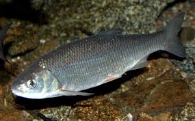 تکثیر طبیعی ماهیان استخوانی در رودخانه‌های گیلان توسط محققان علوم شیلاتی کشور