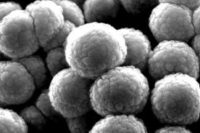 تولید ارزان پوشش‌های ضد خوردگی با نانورس توسط محققان دانشگاهی