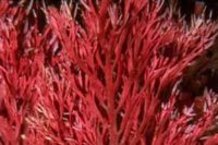 ساخت پیل سوختی با عصاره‌ جلبک قرمز توسط محققان کشور
