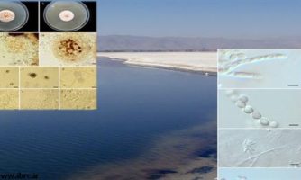 کشف دو گونه قارچ جدید در دریاچه در حال احیای ارومیه