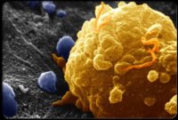 دستیابی محققان کشور به دانش فنی تولید ماده دارویی ضدسرطان