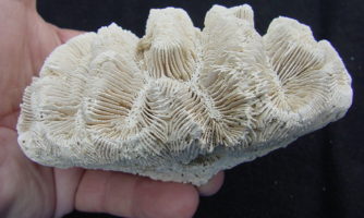 کشف دو گونه فسیل مرجانی ۳۲۰ میلیون ساله توسط پژوهشگران ایران