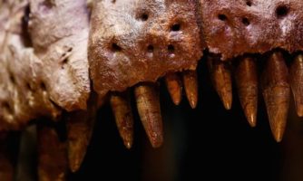 دایناسورها هم «دندان شیری» داشتند!