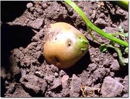 تأخیر سه ماهه در جوانه‌زنی و کاهش ضایعات سیب‌زمینی با ترکیب گیاهی محقق کشور