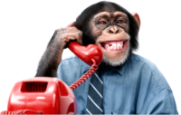 چرا میمون ها قادر به صحبت کردن نیستند؟