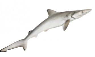 درمان پارکینسون با ترکیبات بدن کوسه ماهی