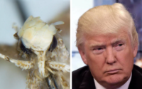 نامگذاری یک حشره به افتخار دونالد ترامپ!/همنامی جانوران و سیاسیون از ماهی «اوباما» تا بید «ترامپ»