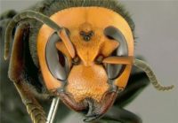 شکار ویروس فلجی اسرائیلی زنبور عسل در دستور کار محققان «رازی»