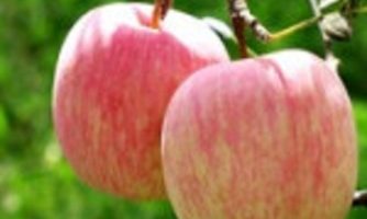 افزایش ماندگاری سیب گلاب با بسته‌بندی نانویی