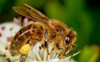 تشخیص ۲۰۰ بیماری زنبور عسل توسط محققان «رازی»