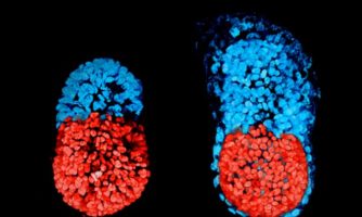 تولید جنین اولیه مصنوعی با سلول‌های بنیادی در آزمایشگاه