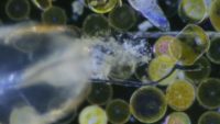 دانشمندان از لحظه خوردن پلاستیک توسط پلانکتون‌ها فیلم‌برداری کردند!