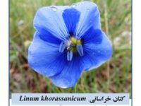 ثبت جهانی گونه جدید محققان ایرانی در دنیای گیاه‌شناسی