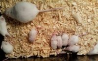 تولید نخستین موش‌های «ناک اوت» به روش «کریسپر» در ایران