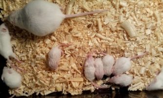 تولید نخستین موش‌های «ناک اوت» به روش «کریسپر» در ایران
