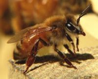 پایان شیمی‌تراپی زنبورهای عسل در کشور تا دو سال آینده
