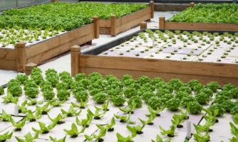 «باغچه هوشمند سبزی خانگی» برای خانواده‌های ایرانی/کشت سبزیجات بدون سموم