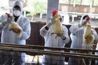 مقابله با آنفلوانزای فوق حاد پرندگان در انتظار آزمایشگاه کلاس ۳ «رازی»