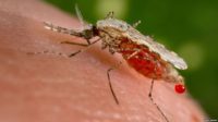 آزمایش انبوه نخستین واکسن مالاریا در سال ۲۰۱۸