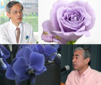 سفر مبدعان ژاپنی گل‌های آبی به ایران