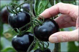 تولید نخستین گوجه فرنگی سیاه در کشور