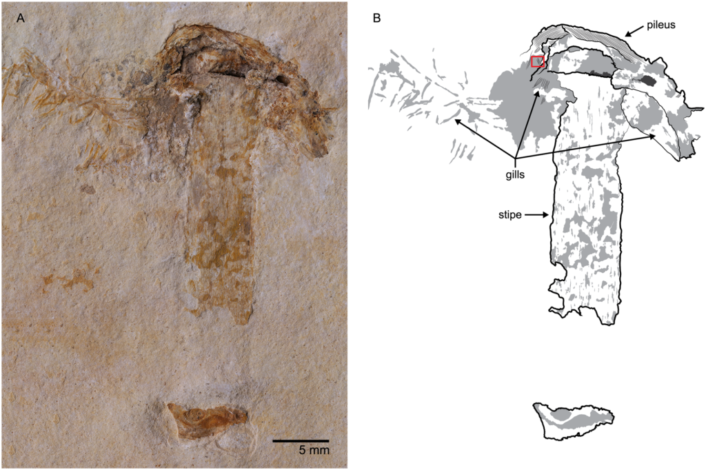 کشف قدیمی‌ترین فسیل قارچ با قدمت ۱۱۵ میلیون سال + تصویر