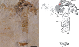 کشف قدیمی‌ترین فسیل قارچ با قدمت ۱۱۵ میلیون سال + تصویر