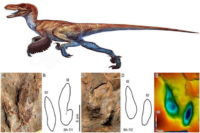 کشف نخستین ردپا از دایناسورهای پردار در ایران