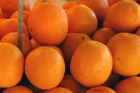 تولید پرتقال زودرس «نیوهال ناول» توسط پژوهشگران کشور