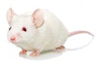 تولید موش آزمایشگاهی نژاد خالص بالب سی در دانشگاه ارومیه