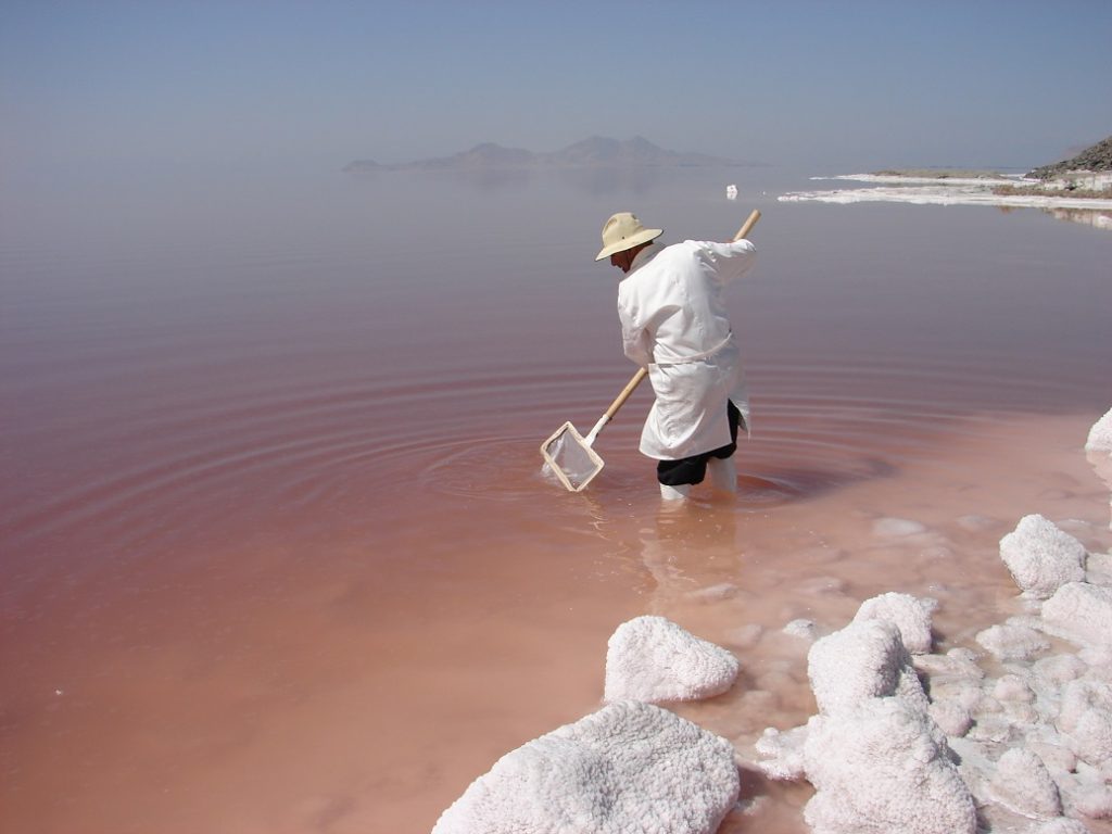 آخرین وضعیت آرتمیا و تنوع زیستی دریاچه ارومیه