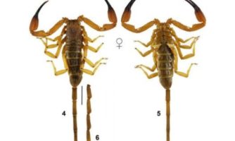 خانواده عقرب‌های ایران ۷۰ گونه‌ای شد: شناسایی و تایید جهانی عقرب جدید ایران