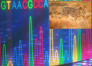 تعیین ژنوم کامل یوزپلنگ آسیایی برای نخستین بار در کشور