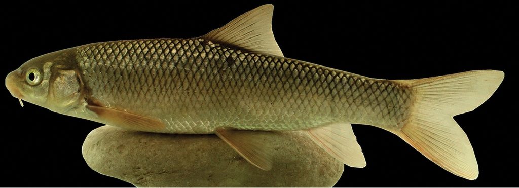 کشف و ثبت جهانی گونه جدید سیاه ماهی با نام «رازی» توسط محققان دانشگاه تهران