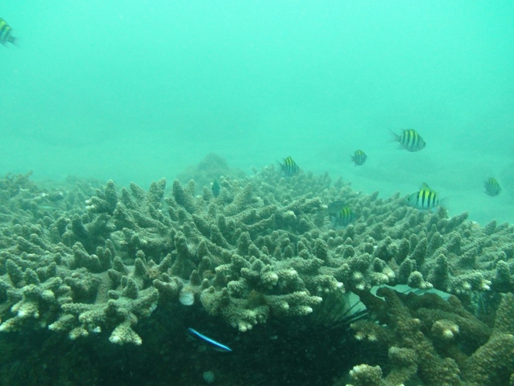 مرجان های شاخ گوزنی جزیره هندورابی هم استرس گرفتند